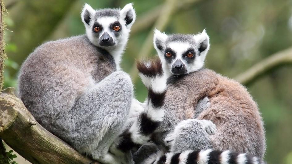 ring-tailed-lemur-pair.jpg.adapt.945.1